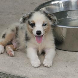 Miniature Australian Shepherds and Toy Australian Shepherds from Wellington Ranch Aussies