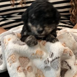 Bernedoodle Puppies from A MAYSING Bernedoodles