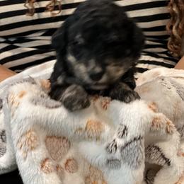 Bernedoodle Puppies from A MAYSING Bernedoodles