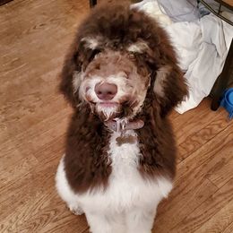 Poodle All Grown Up from Apricity Poodles
