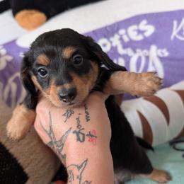 Toby - Black and tan male Dachshund puppy in Barnard, Missouri from KB Doxies