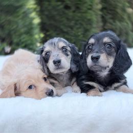 Mandy - Black and cream female Dachshund puppy in Richmond, Virginia from Irresistible Dachshunds & Cavaliers