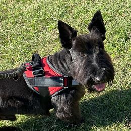 Major - Scottish Terrier