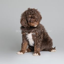Bernedoodle and Goldendoodle Puppies from Beach Creek Kennel