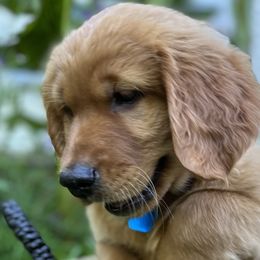 TEAL - Dark golden Golden Retriever puppy in Woodland Hills, California from Rowan Red Retrievers