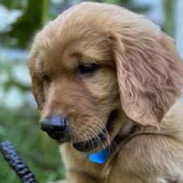 TEAL - Dark golden Golden Retriever puppy in Woodland Hills, California from Rowan Red Retrievers