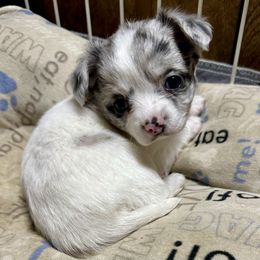 Chihuahua Puppies from Clements Chihuahua