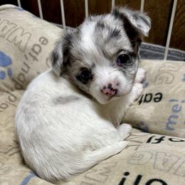 Chihuahua Puppies from Clements Chihuahua