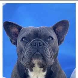 Remi - French Bulldog