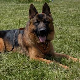 German Shepherds from Vom haus Carturan