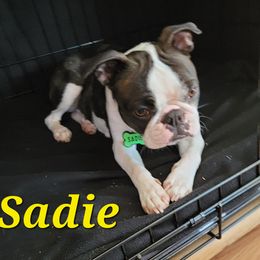 Boston Terrier Puppies from Big Sky Bostons