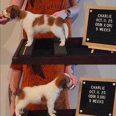Charlie - White and red male Nederlandse Kooikerhondje puppy in Pensacola, Florida from Ragnarök Kooikerhondjes