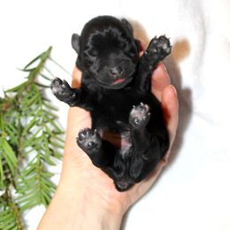 Prancer Genetically Clear - Salt and pepper male Miniature Schnauzer puppy in Klingerstown, Pennsylvania from Clay Hill Kennels