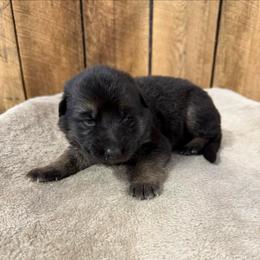Purple HC - Black and silver female German Shepherd puppy in Terra Alta, West Virginia from Shepherd Country Farm and Kennels