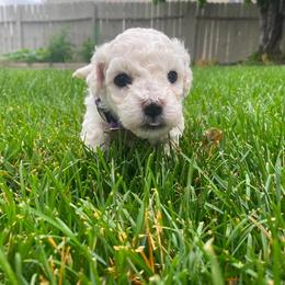 Female 1 - White female Bichon Frise puppy in Pocatello, Idaho from Sarah's Cavachons, Bichons & King Charles Cavalier Spaniels