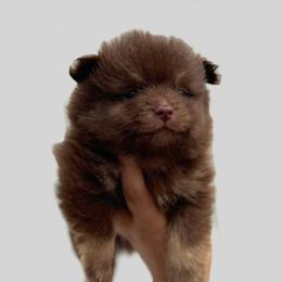 Stella - Chocolate and tan female Pomeranian puppy in Willow Spring, North Carolina from GTBBF Pomeranians