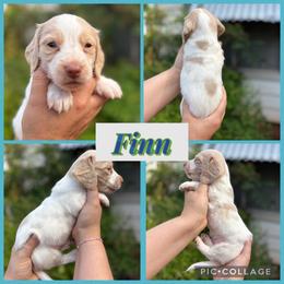 Finn - Piebald male Dachshund puppy in Wichita Falls, Texas from Long Dogs in The Falls