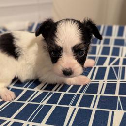 Ravyn's girl 1 - White black and tan female Papillon puppy in Joshua, Texas from Summertime Kennels