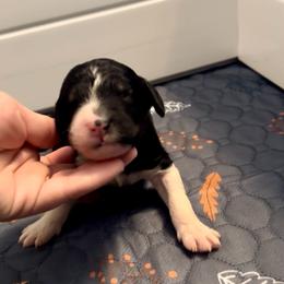 Brown collar - Tri-color male Bernedoodle puppy in Marlow, Oklahoma from Crider’s Critters