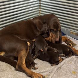 Pickles - Bloodhound