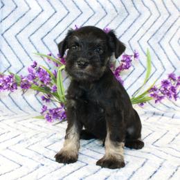 Miniature Schnauzer Puppies from Clay Hill Kennels