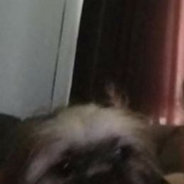 Lady - Shih Tzu