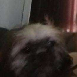 Lady - Shih Tzu