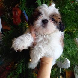 Shih Tzu Puppies from Tiny Bubbles Shih Tzus