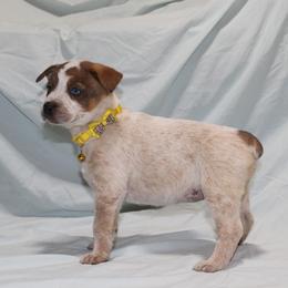 Strawberry - Red mottled female Australian Cattle Dog puppy in Willamina, Oregon from Cherished Chihuahuas