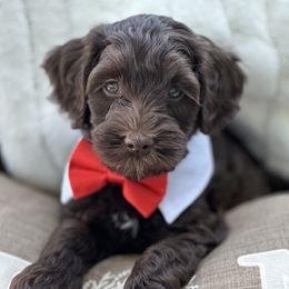 Assorted Doodle Crosses, Australian Labradoodle, Cavachon, and Cavapoo Puppies from Bark & Bramble Cavapoochons