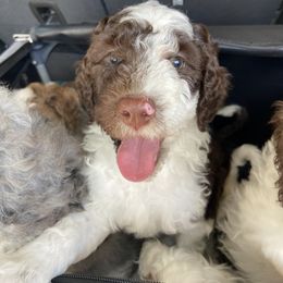 Aussiedoodle and Goldendoodle Puppies from Cuddly Doodles