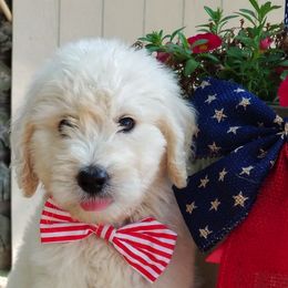 Goldendoodle and Poodle All Grown Up from Green Heart Poodles and Doodles