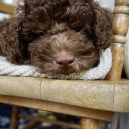 Ember ( Guardian Home Opportunity ) - Chocolate male Goldendoodle puppy in Davie, Florida from Miami Mini Doodles