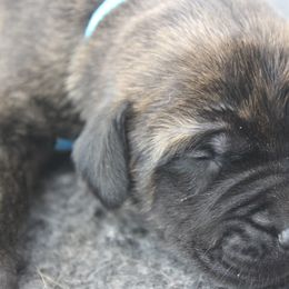 Mastiff Puppies from Fire Creek Mastiffs