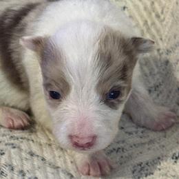 River - Red merle female Border Collie puppy in Mckinney, Texas from Border Collies of Ruidoso