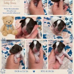 Bali - Tri-color male Bernedoodle puppy in Rising Sun, Indiana from Ruby Lane Doodles