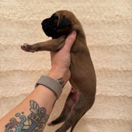 Buckskin - Fawn male Great Dane puppy in Jerusalem, Arkansas from Mara Danes