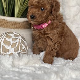 Poodle Puppies from Maria Sedano