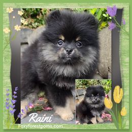 Raini - AKC - Black and tan female Pomeranian puppy in Eatonville, Washington from Foxy Forest Poms