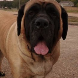 Mastiff All Grown Up from Eagle Clan Mastiffs