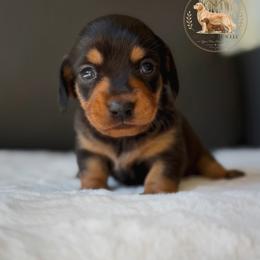 Independence - Black and tan female Dachshund puppy in Lumber City, Georgia from Willow Run LLC