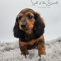 Neon Pink Collar - Red female Dachshund puppy in Zebulon, North Carolina from Salt of the Earth Dachshunds