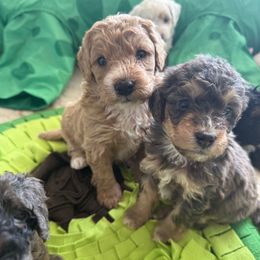 Bernie - Merle male Bernedoodle puppy in Natural Bridge, Virginia from Padgetts Hill Puppies