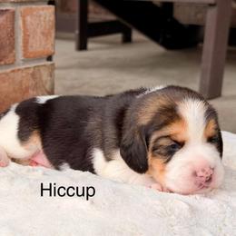 Hiccup - Black tan and white female Beagle puppy in Mansfield, Missouri from Rippee Creek Kennel