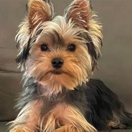 Biewer Terriers and Yorkshire Terriers from Heritage Yorkie and Biewers Kennel