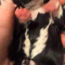 Angel wings - Black male Miniature Schnauzer puppy in Ravensdale, Washington from Serenity Schnauzers