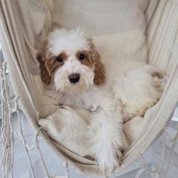 Sugar Cookie - Parti female Goldendoodle puppy in North Royalton, Ohio from Johnson's Doodles