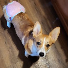 Bella - Pembroke Welsh Corgi
