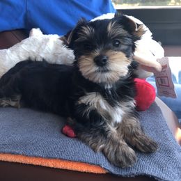 Yorkshire Terrier Puppies from MagnoliaYorkies