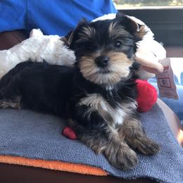 Yorkshire Terrier Puppies from MagnoliaYorkies
